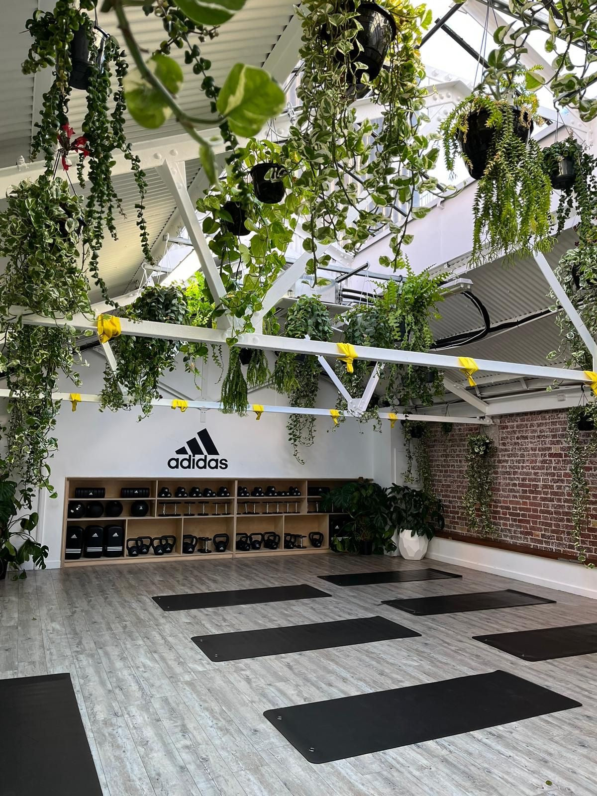 Yogi Bare and Adidas