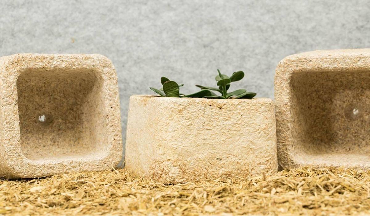 Growing your own packaging? You Mush be joking!